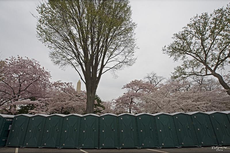 20080403_133122 D3 P.jpg - Cherry Blossom blooming